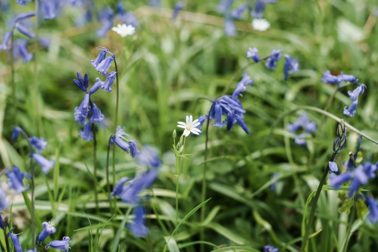 Woodland_Workshop_April_2019_11.jpg