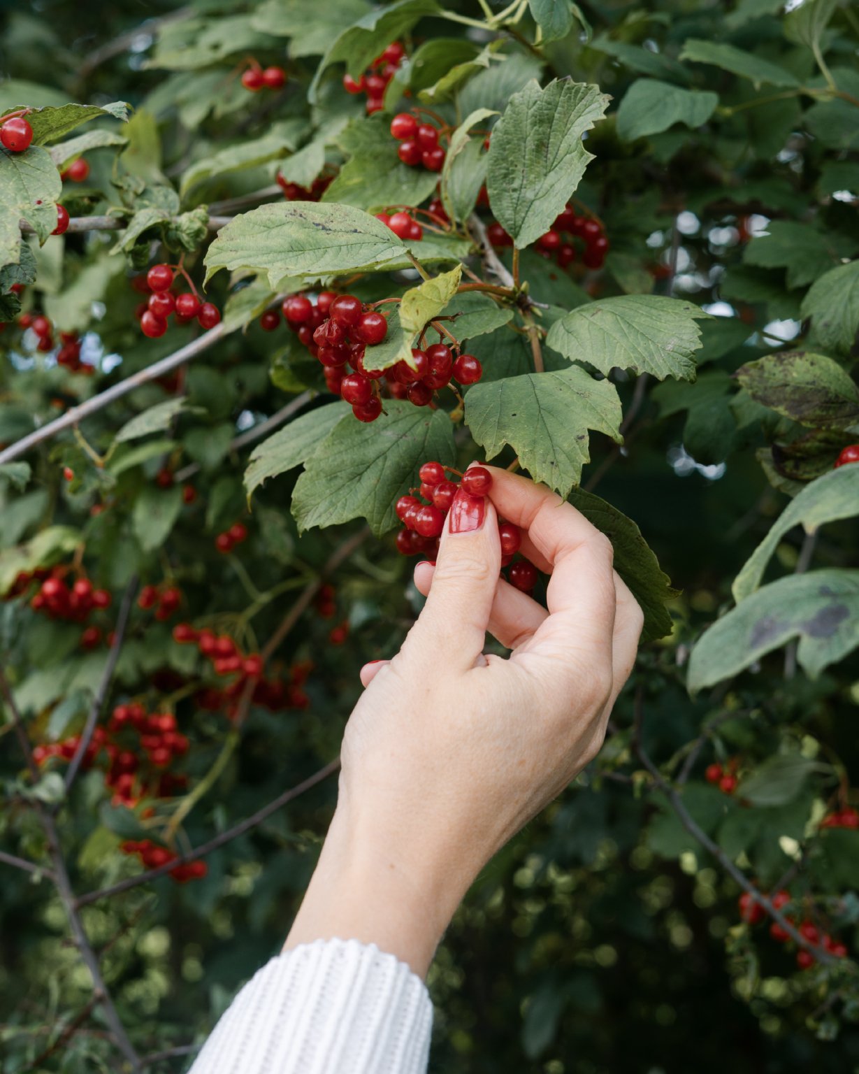 Guelder_Rose_1.jpg