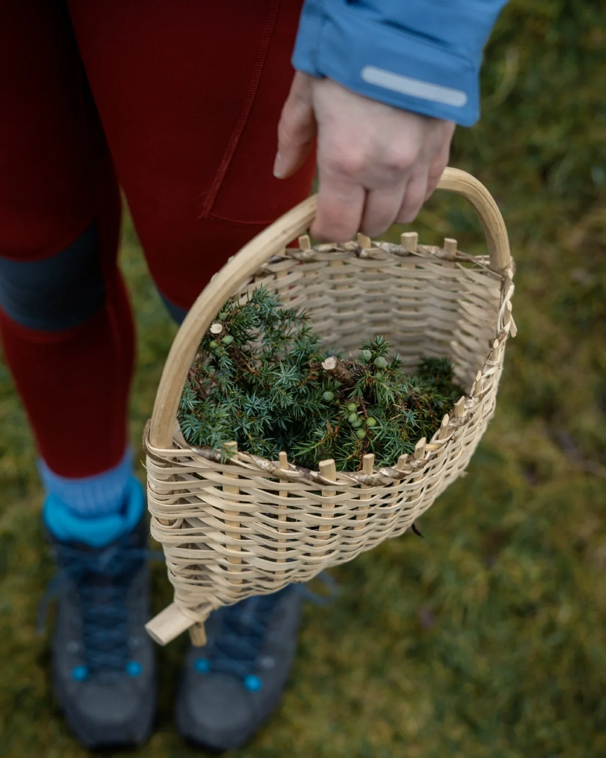 Foraging for juniper