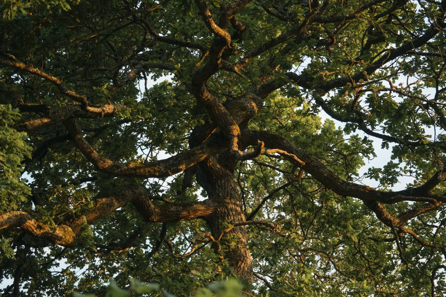 Oak_Gold.jpg