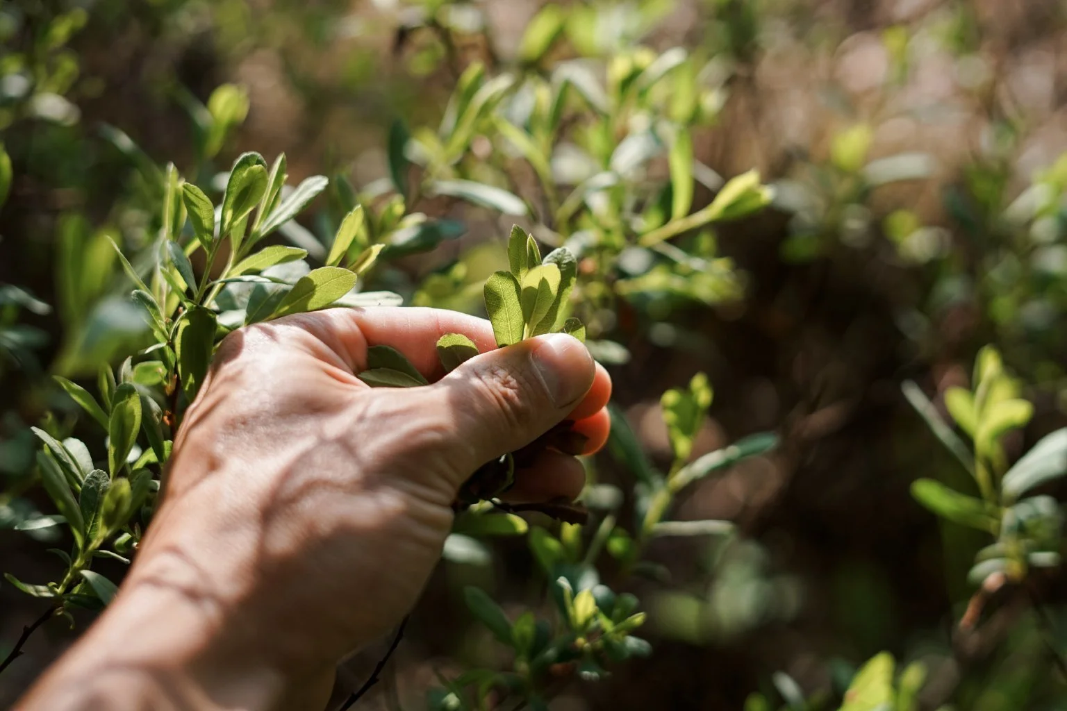Bog myrtle