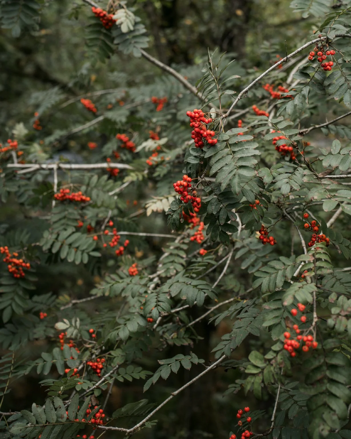 Rowan berries