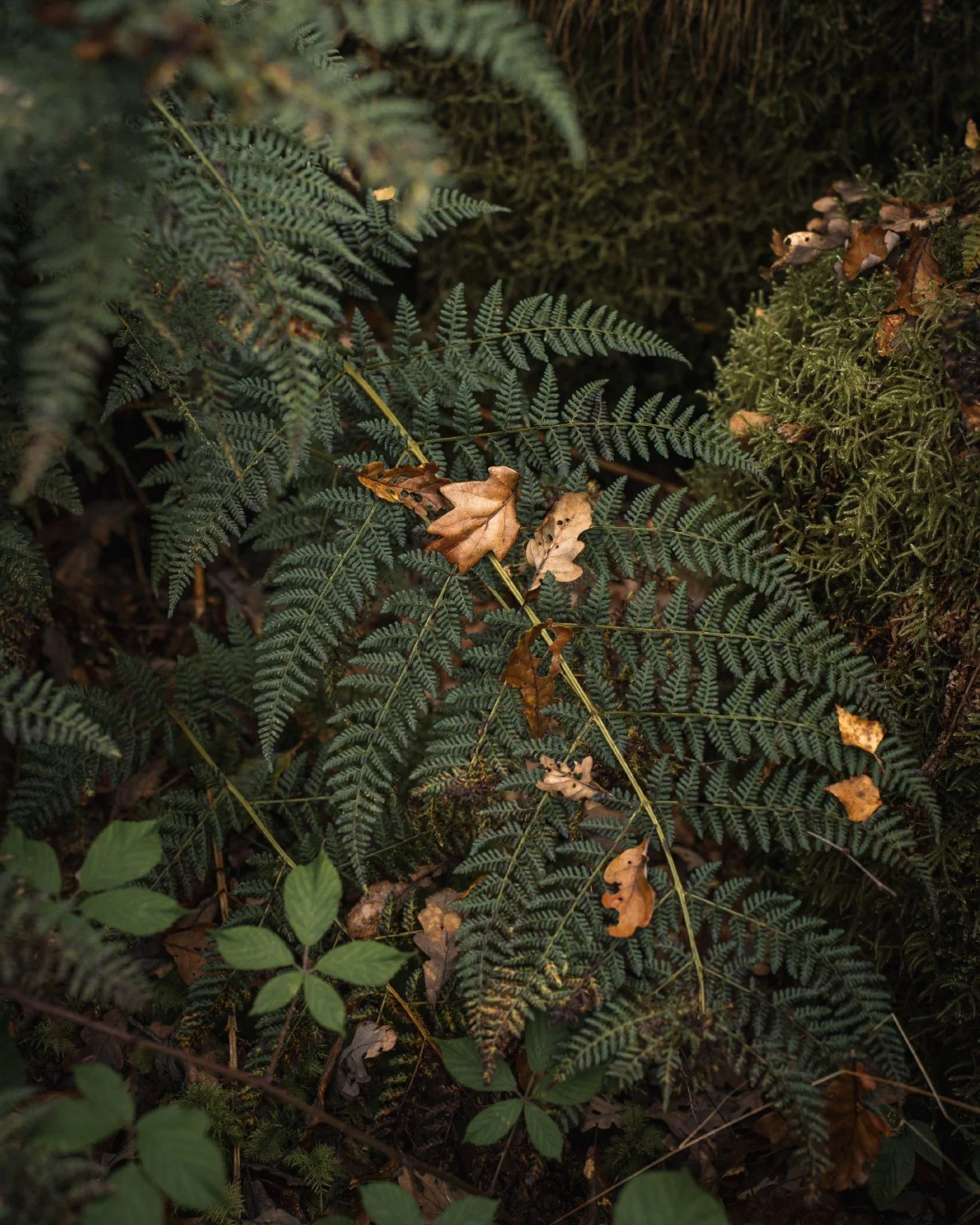 October_Gold_2025_3.jpg