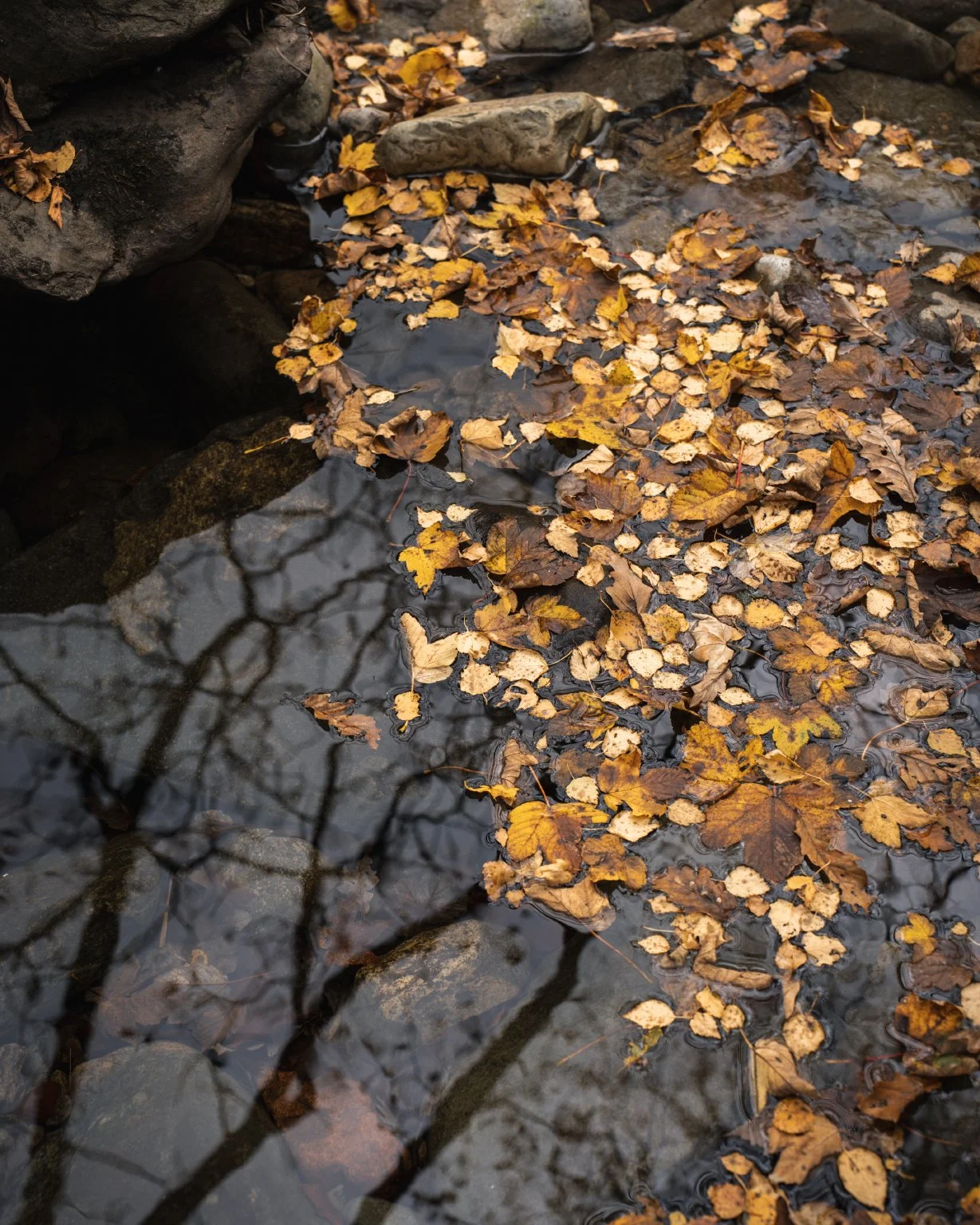 October_Gold_2025_20.jpg