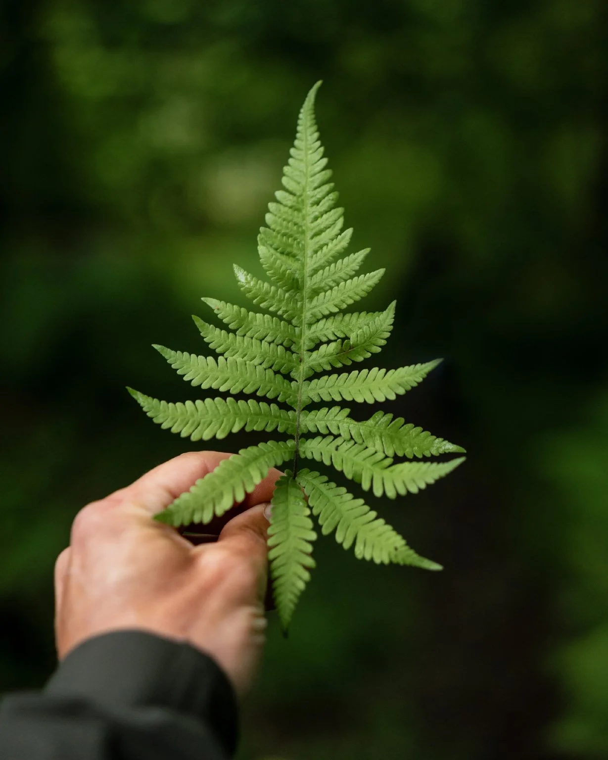 Rainy_June_Greens_1.jpg
