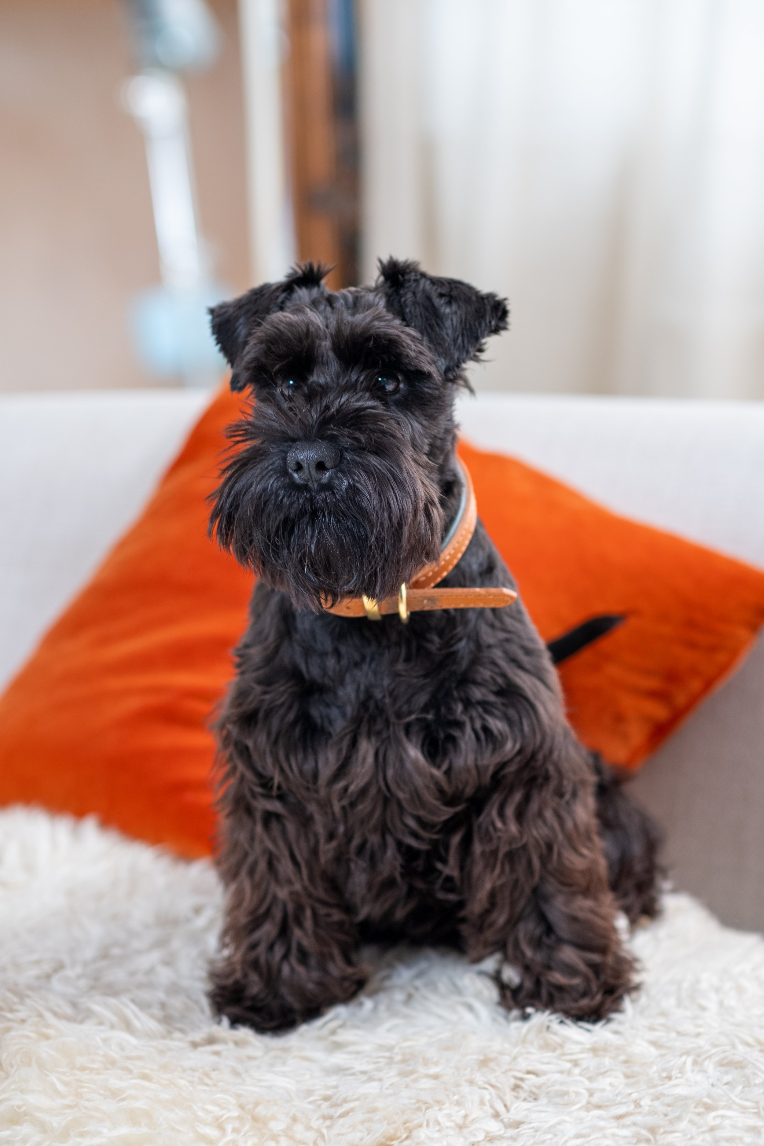 A black miniature schnauzer sat on a sheepskin rug on a grey sofa, a burnt orange cushion behind him. He wears a brown leather collar.