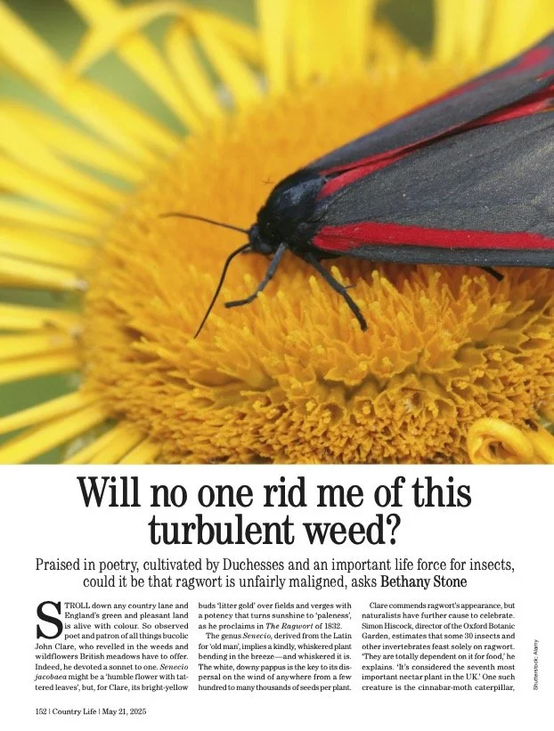 Left hand page of an double page piece called 'Will no on rid me of this turbulent weed?' with a large image of a red and while cinnabar moth on a ragwort flower