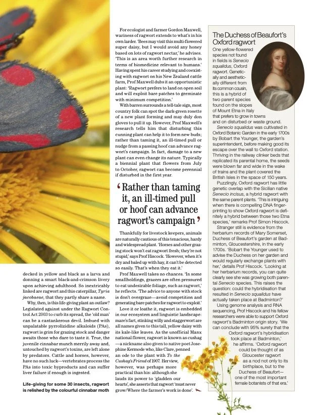 Right page of the ragwort article from Country Life magazine, featuring copy and an inset image of the Duchess of Beaufort