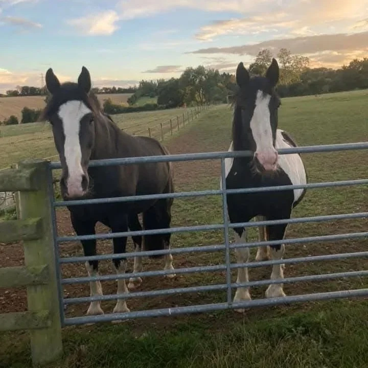 A dark bay (Pip) and a piebald (Layla) horse stood at a metal field gate.