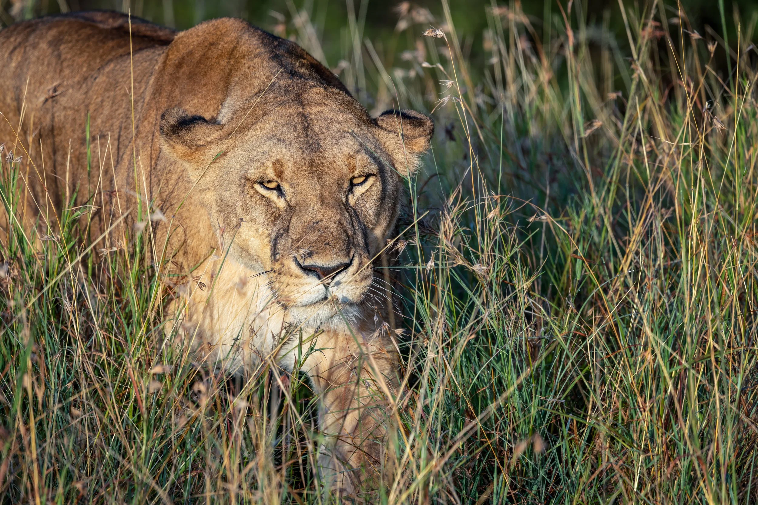 Lioness_Stalking_Masai_Mara.jpg