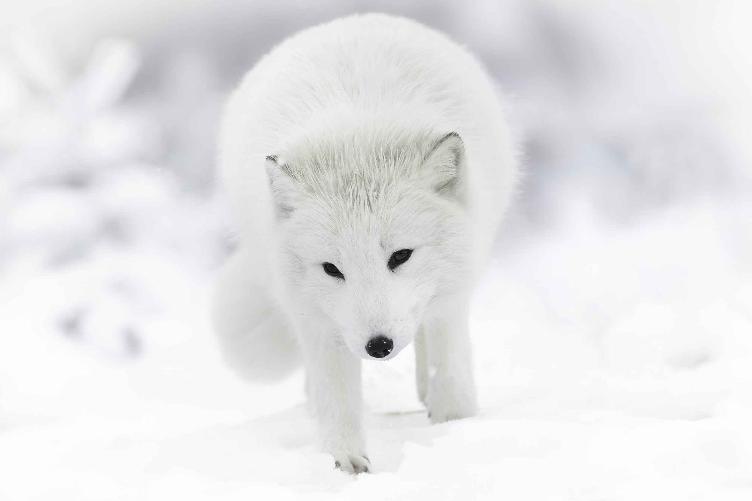 A white arctic fox walking in snow with a white background.