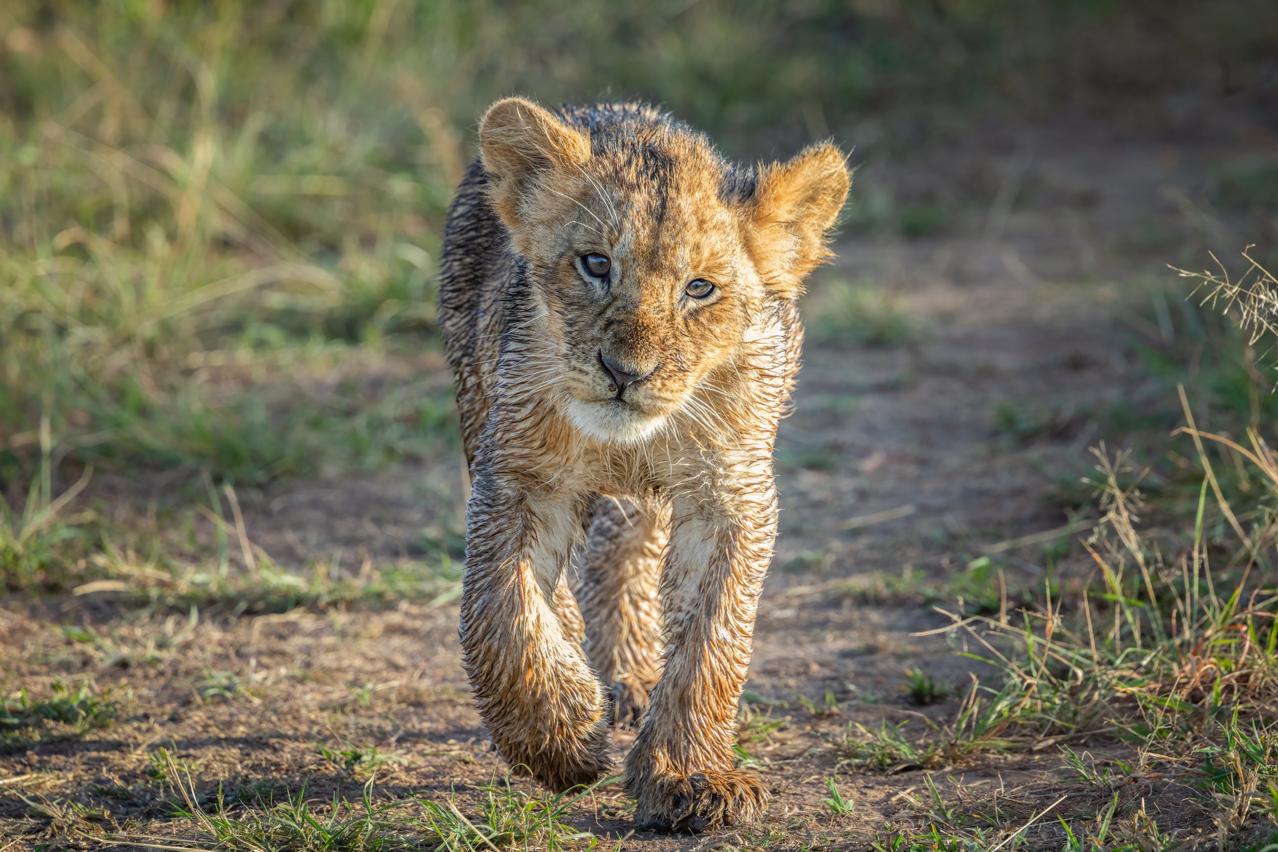 Lion_Cub_Wet_Running_Golden_Backlight.jpg