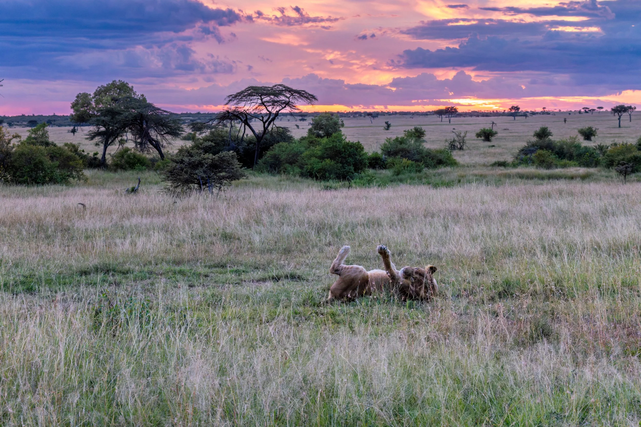 Lioness_Sunset_Masai_Mara.jpg