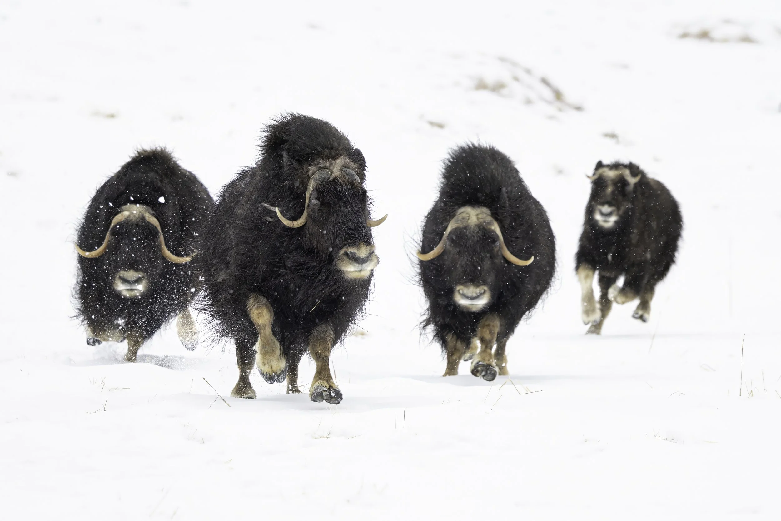 Musk Ox Stampede.jpg