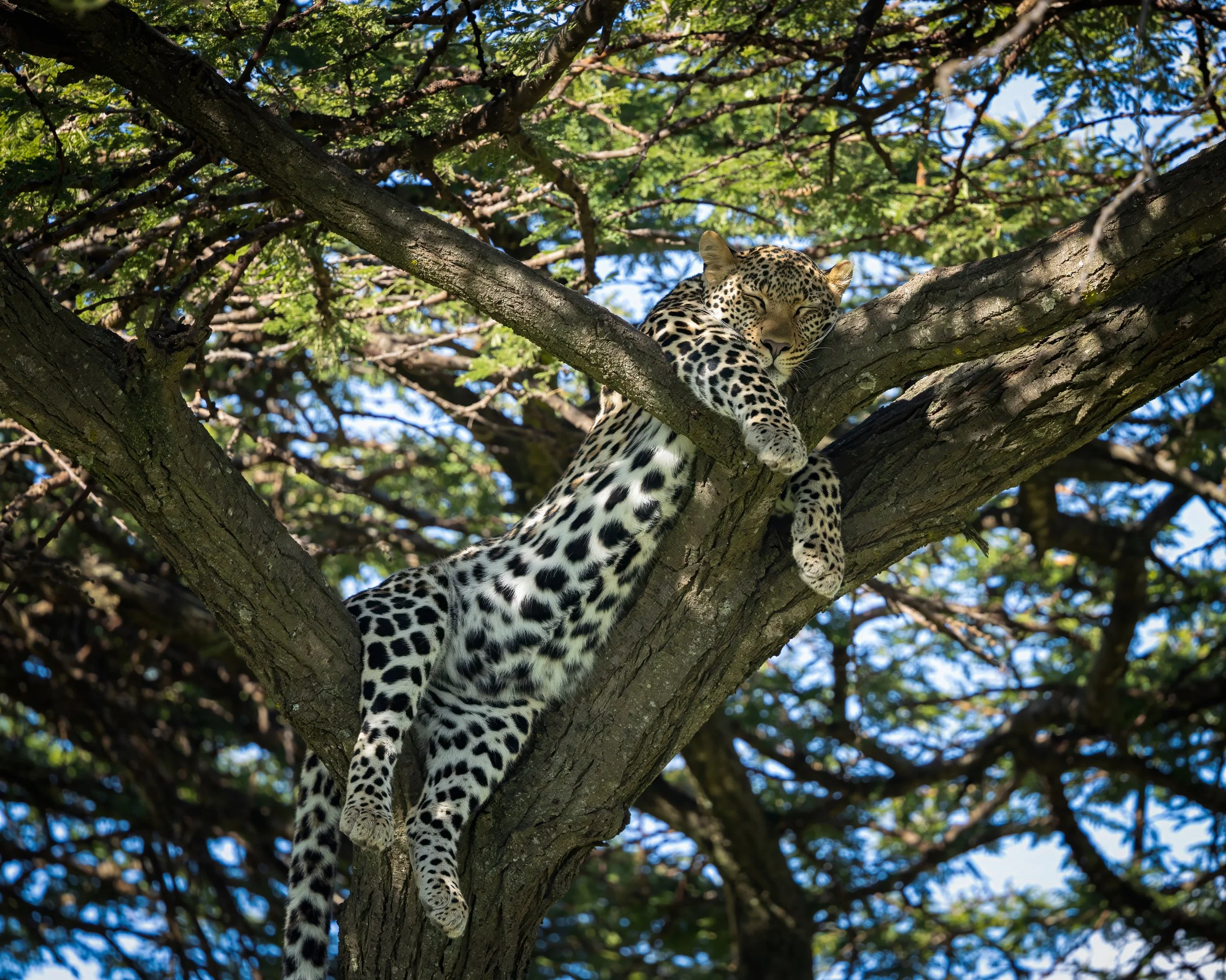 Leopard_In_Acacia_Tree_Kenya.jpg