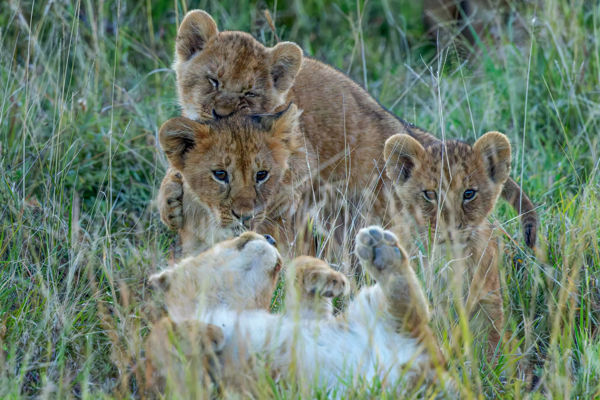 Lion Cubs Playing Masai Mara.jpg