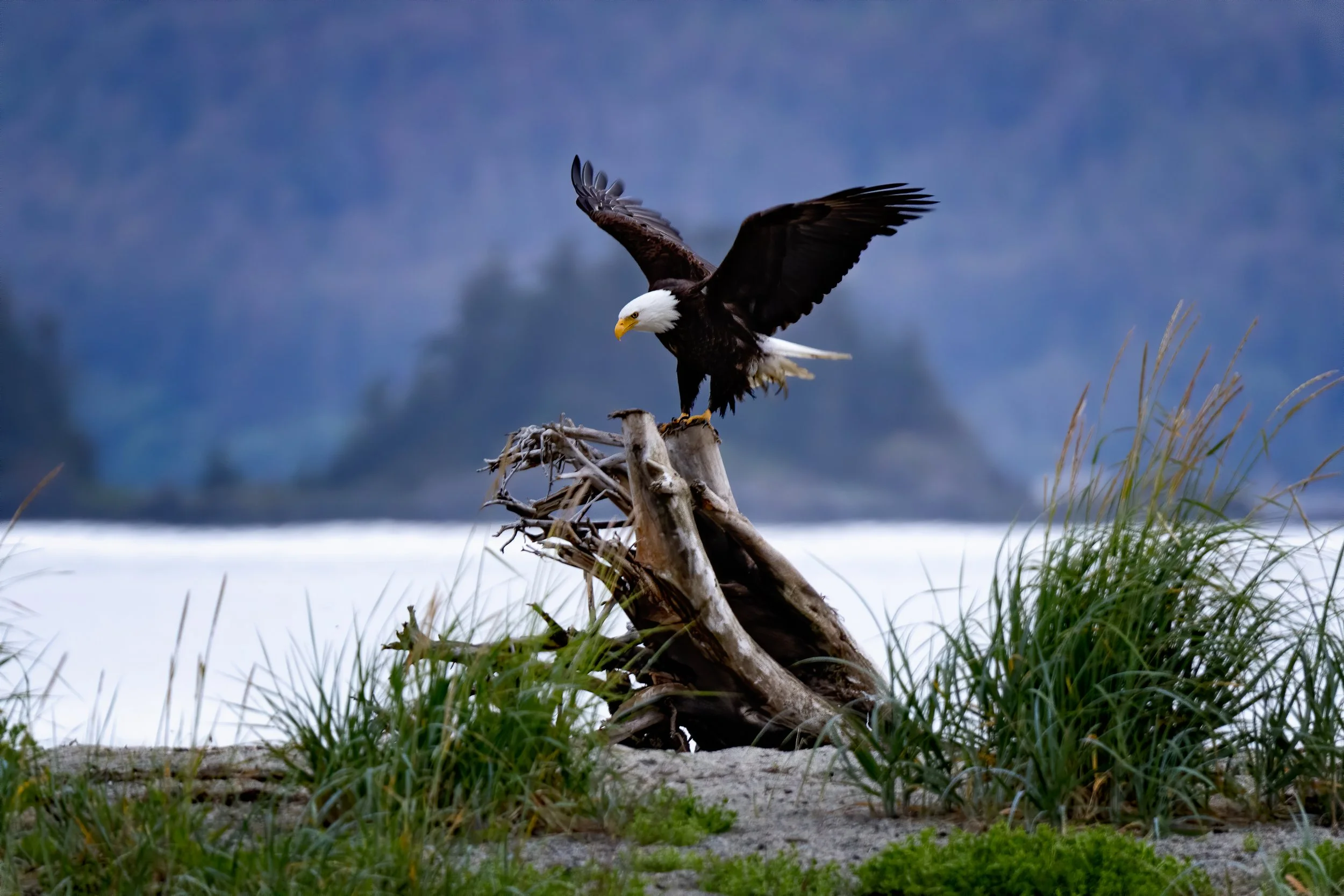 A bald eagle perched on a piece of driftwood near a body of water, with grassy vegetation in the foreground and a blurred, hilly landscape in the background.