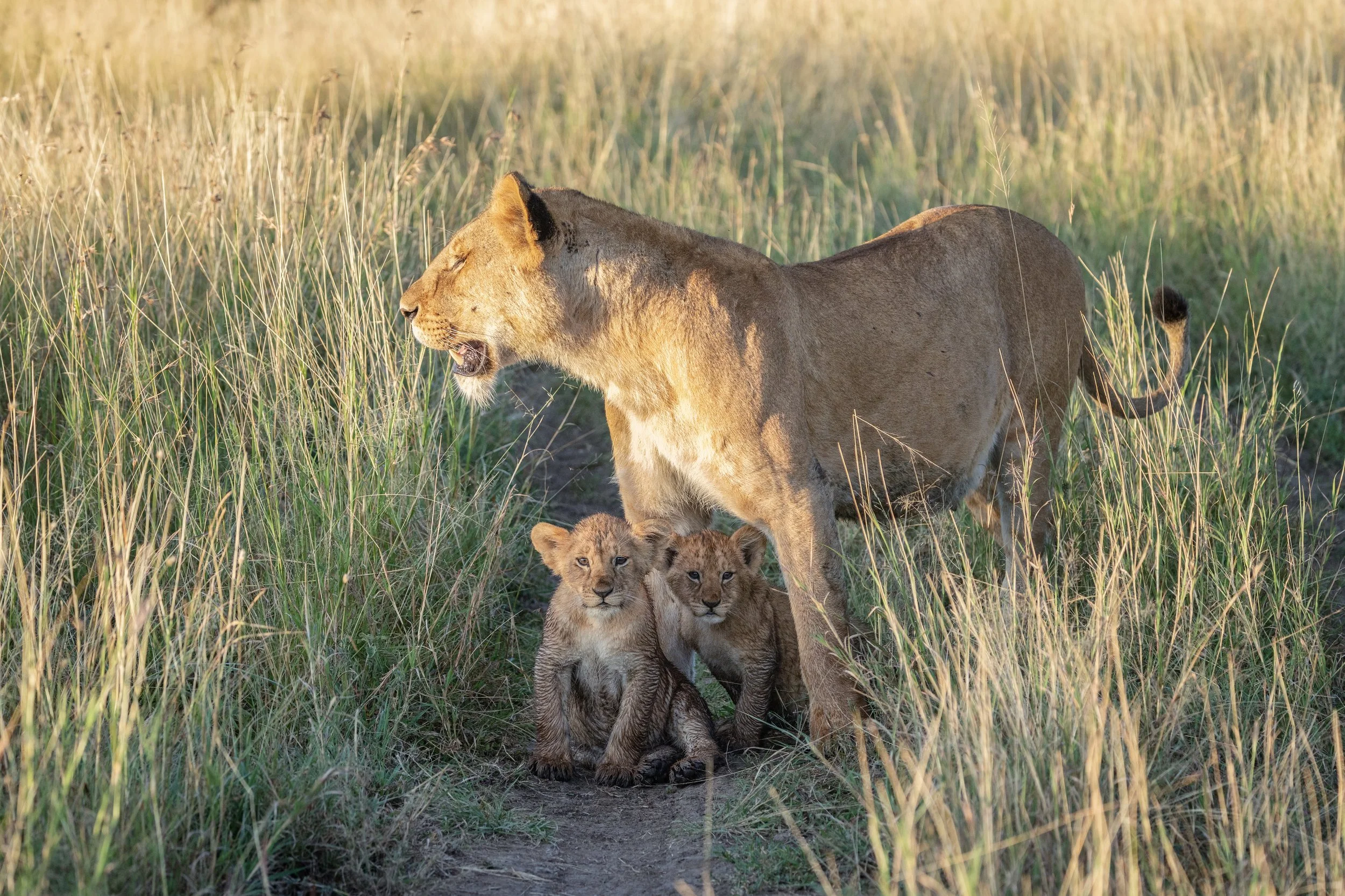 Lioness_Two_Cubs_Alert_Masai_Mara.jpg