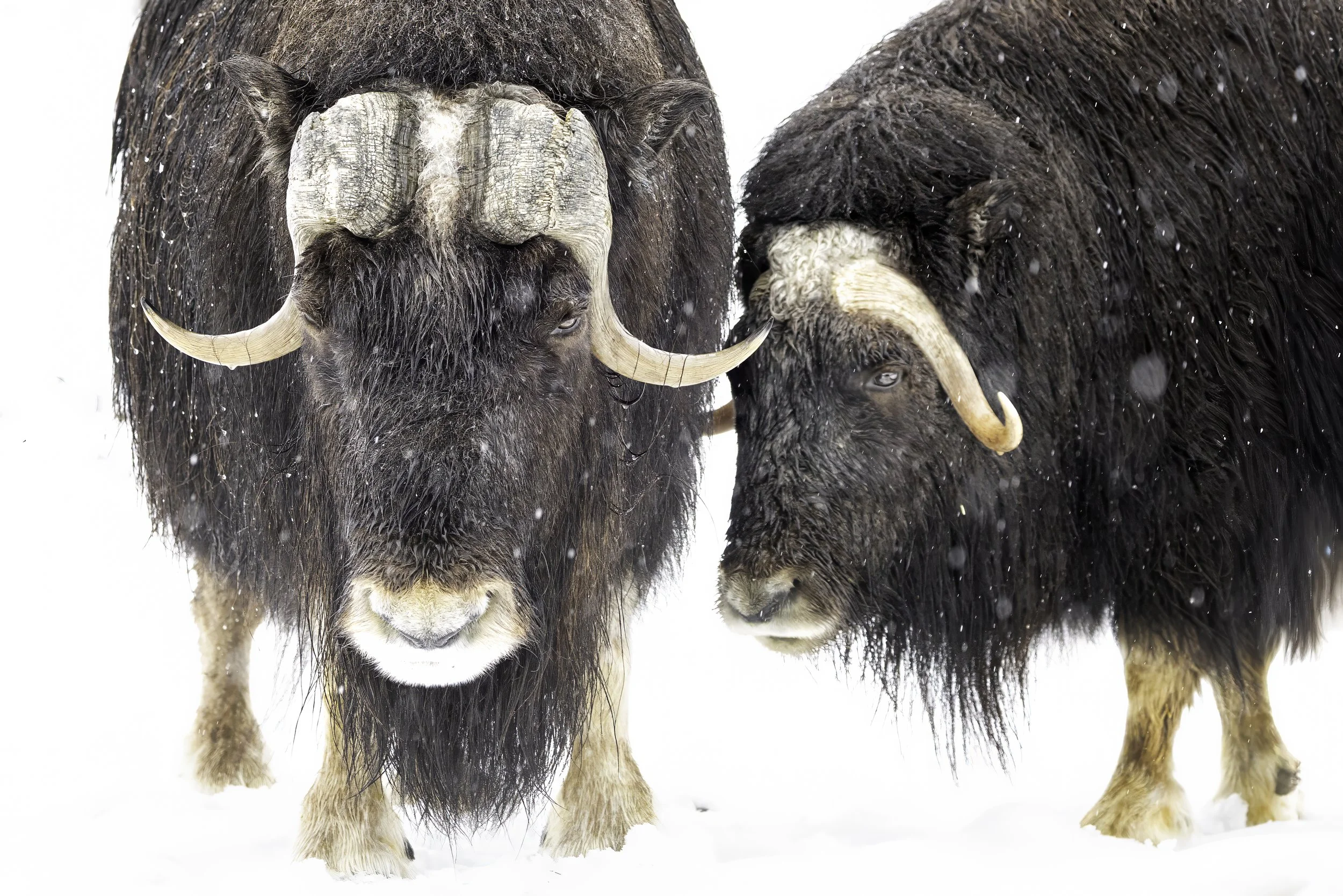 MuskOx2.jpg