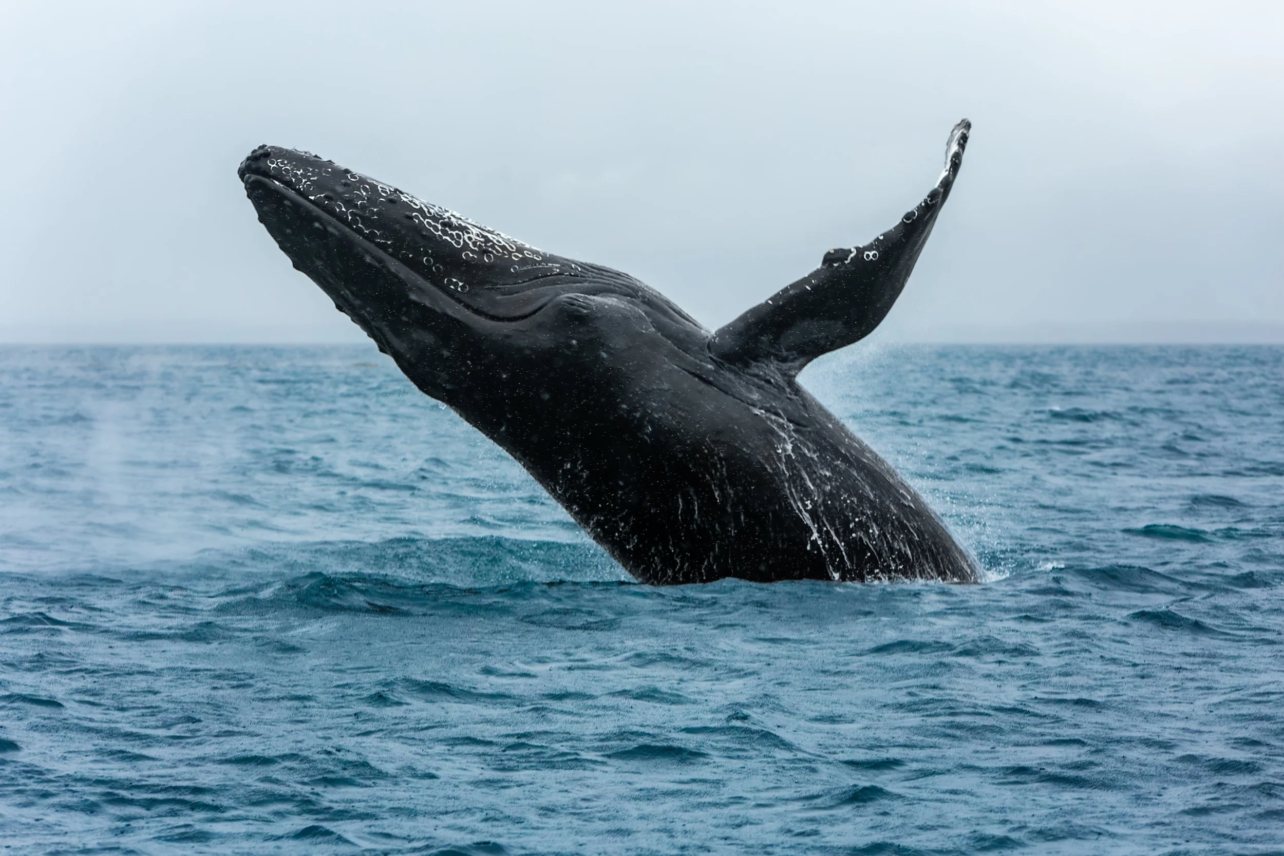 Alaskan Breach 1.jpg