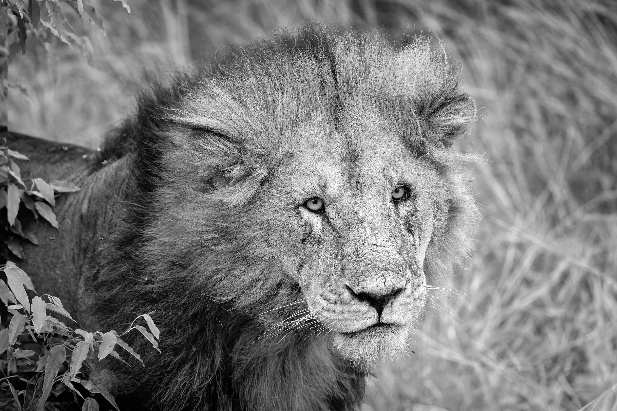 The_King_Masai_Mara_BW.jpg