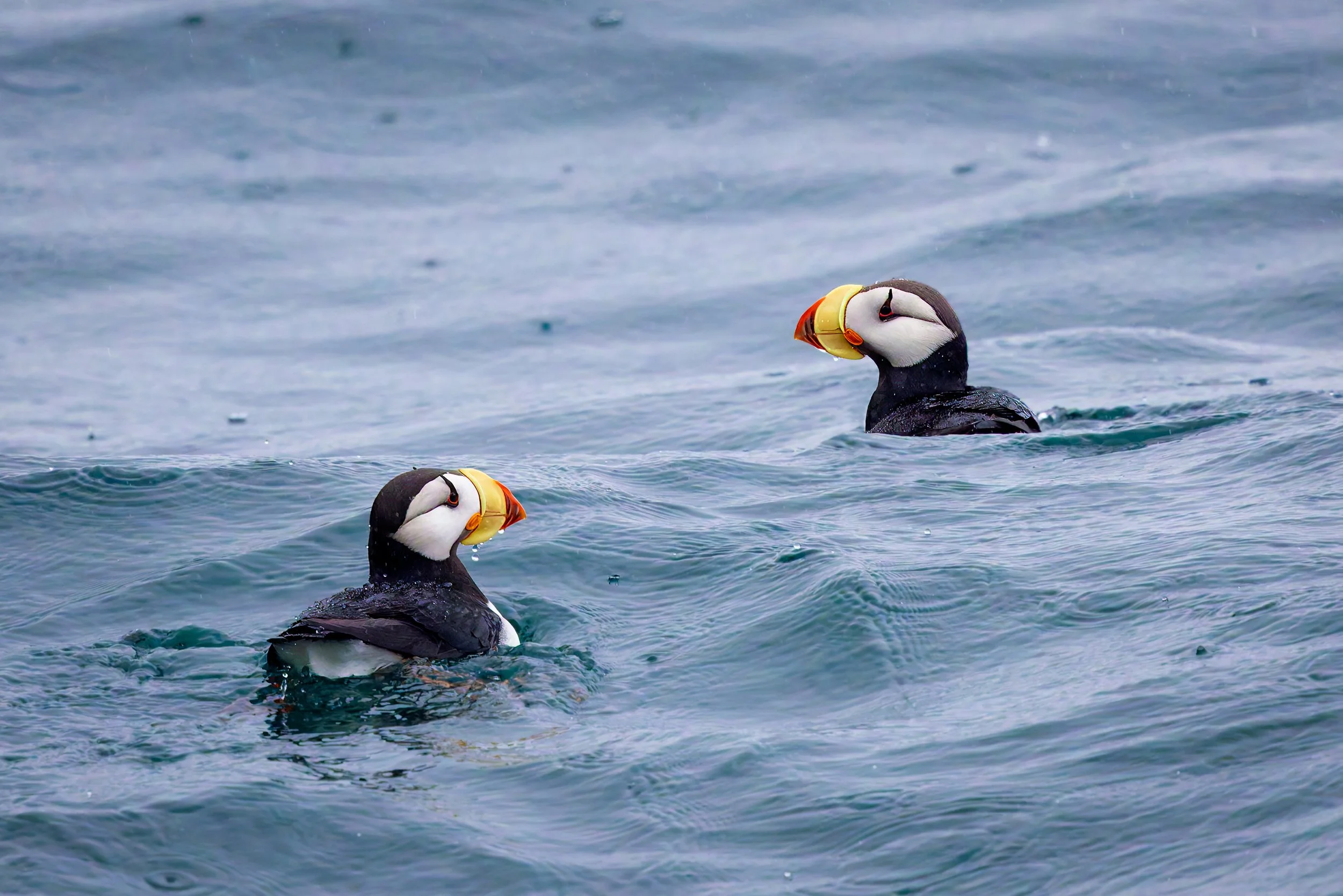 A Pair of Puffin.jpg