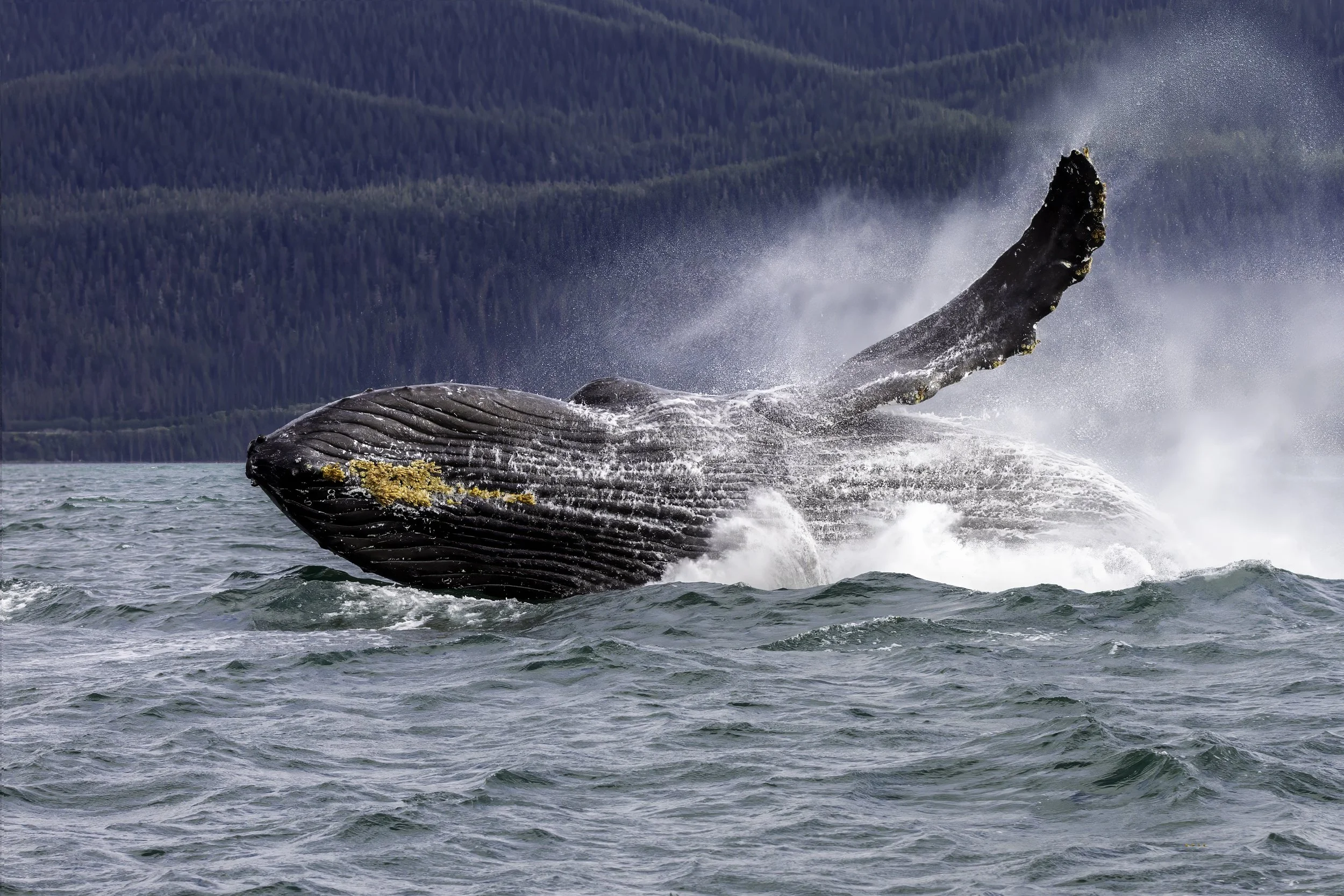 Humpback Breach.jpg