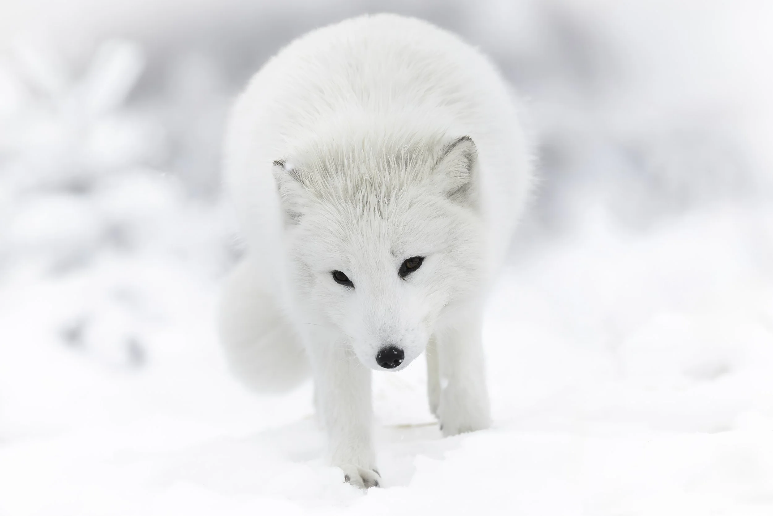 Arctic Fox Whiteout.jpg