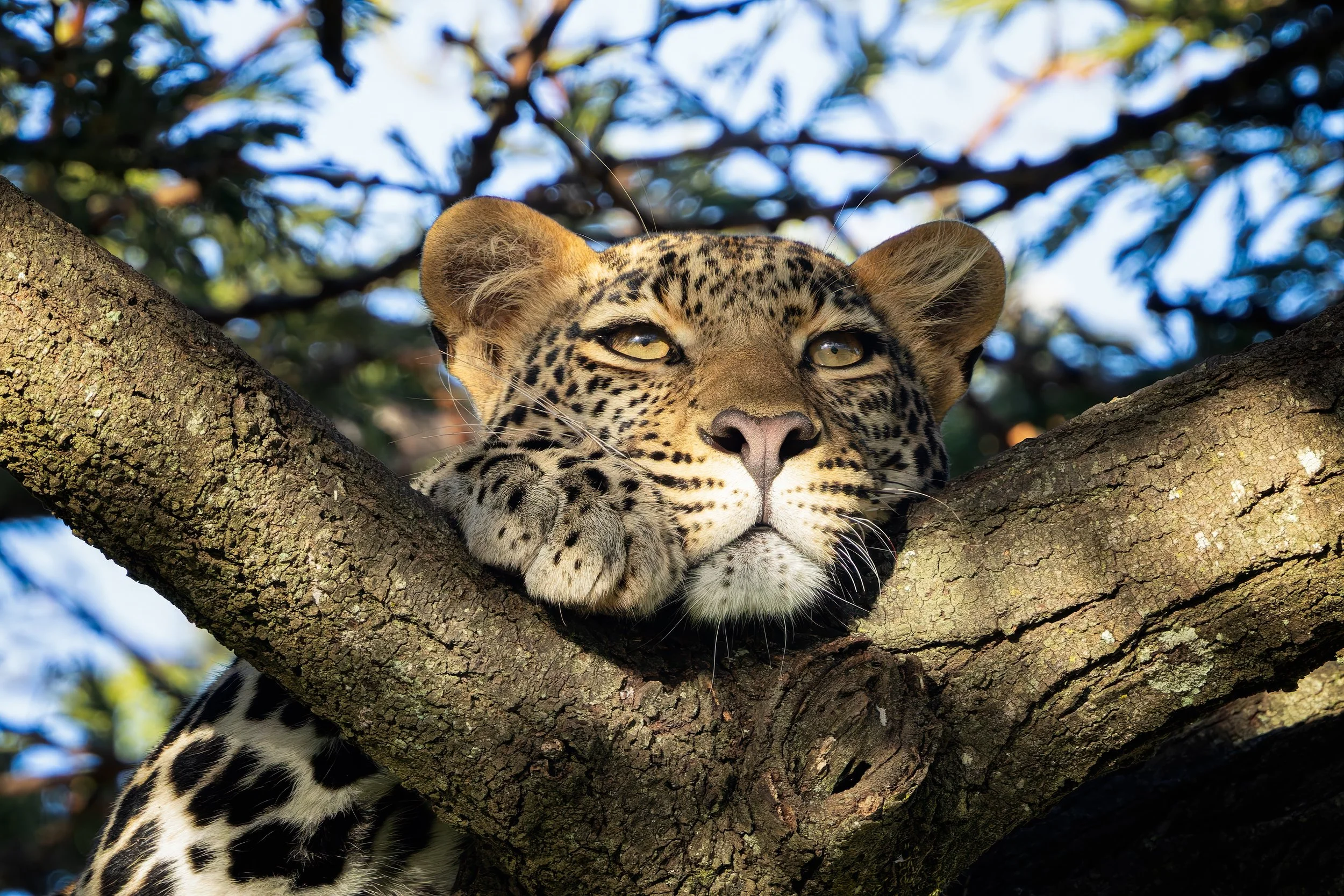 Leopard_Eye_Contact_Acacia_Kenya.jpg