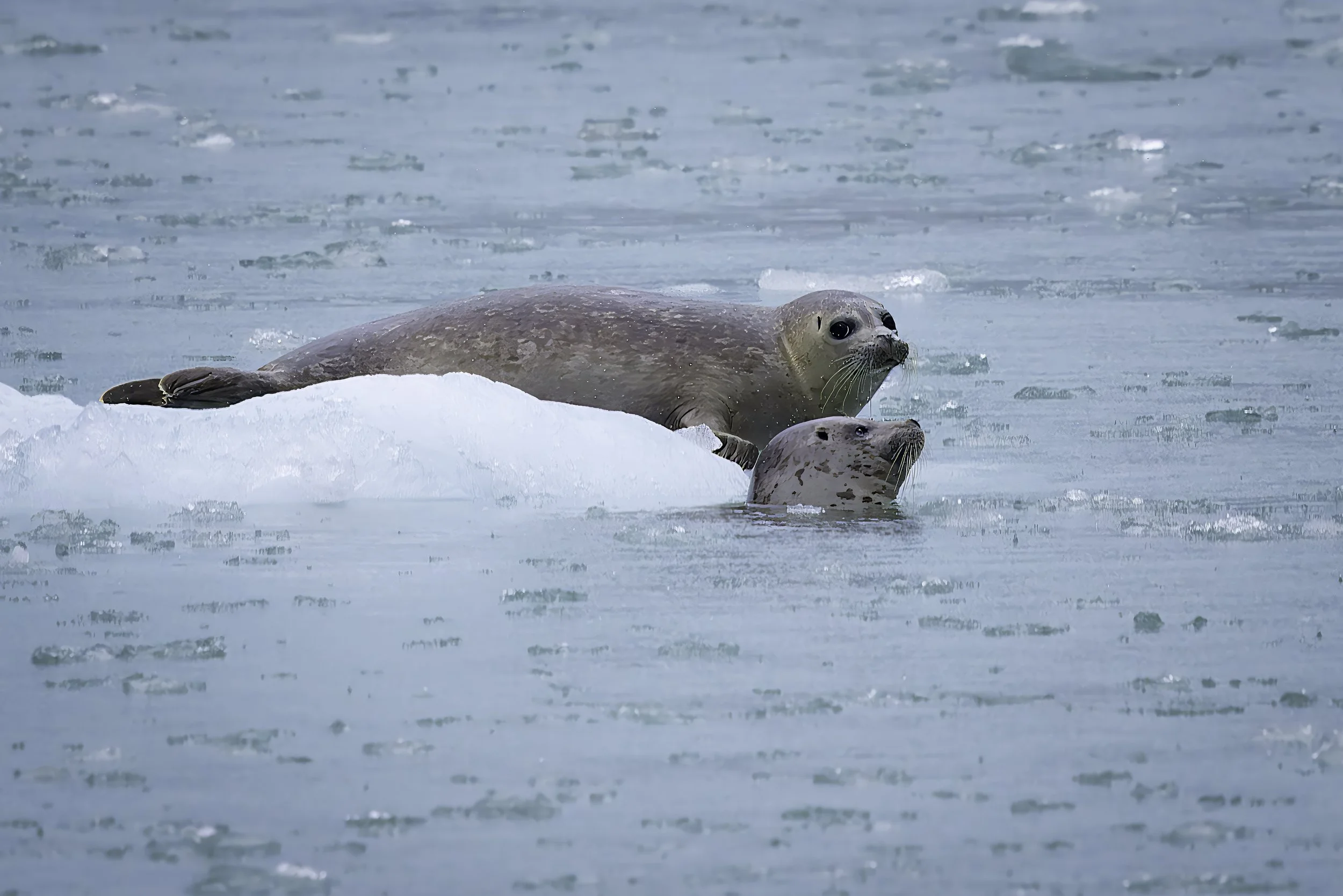 Alaska Seals on Ice.jpg