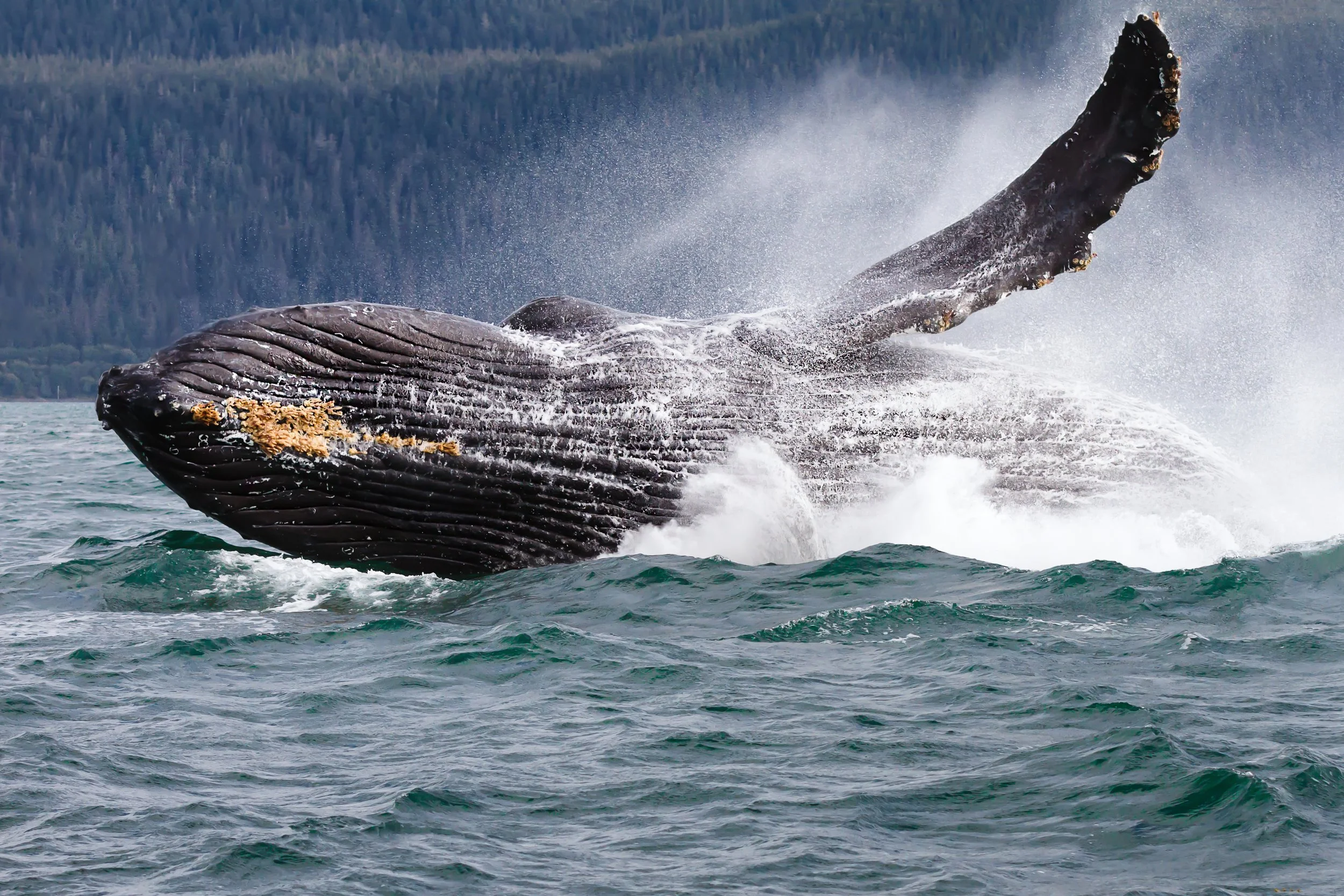 A whale breaching the water's surface, with water splashing around it, set against a background of a forested shoreline and mountains.
