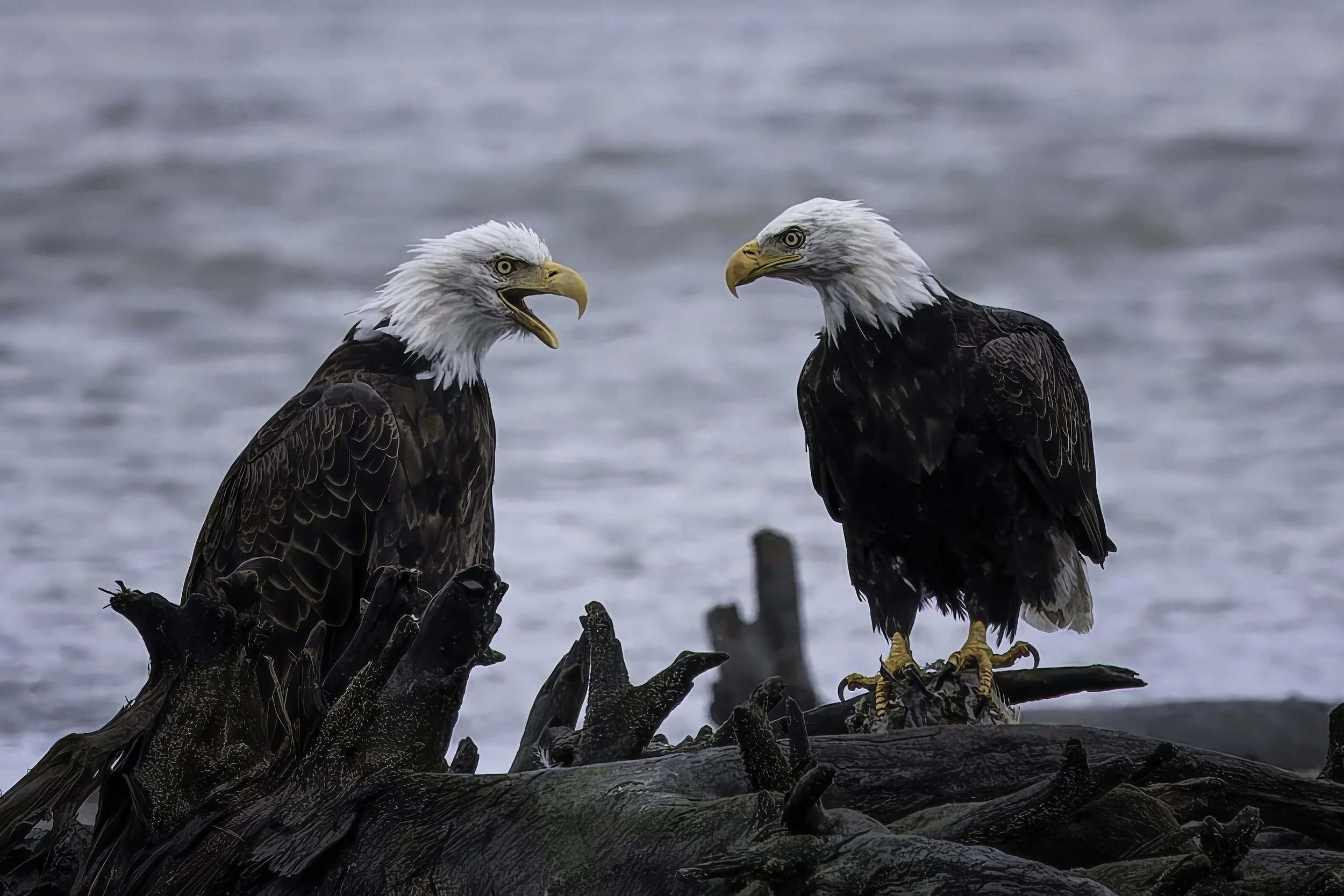 Eagles Confrontation Alaskan Coast.jpg