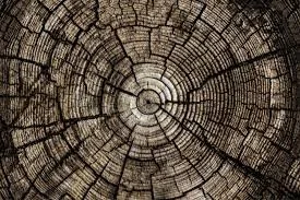 Close-up of the cross-section of a tree trunk showing concentric growth rings and wood grain.