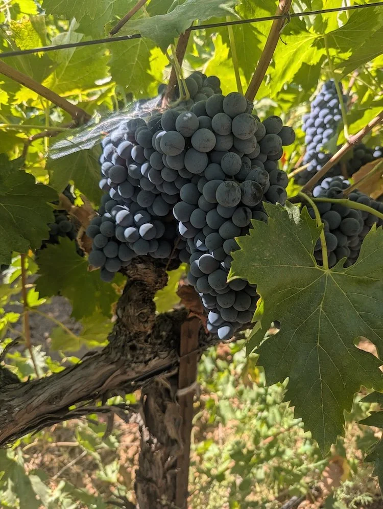 A bunch of Sangiovese grapes hanging from a vine with bright green leaves.