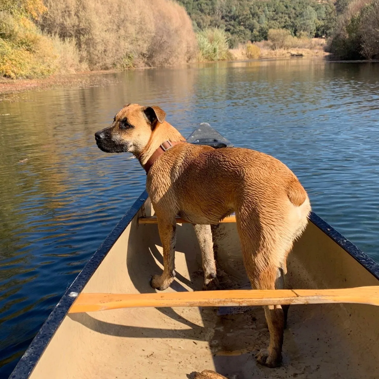 A dog standing in a canoe on a calm river, surrounded by trees with autumn foliage.