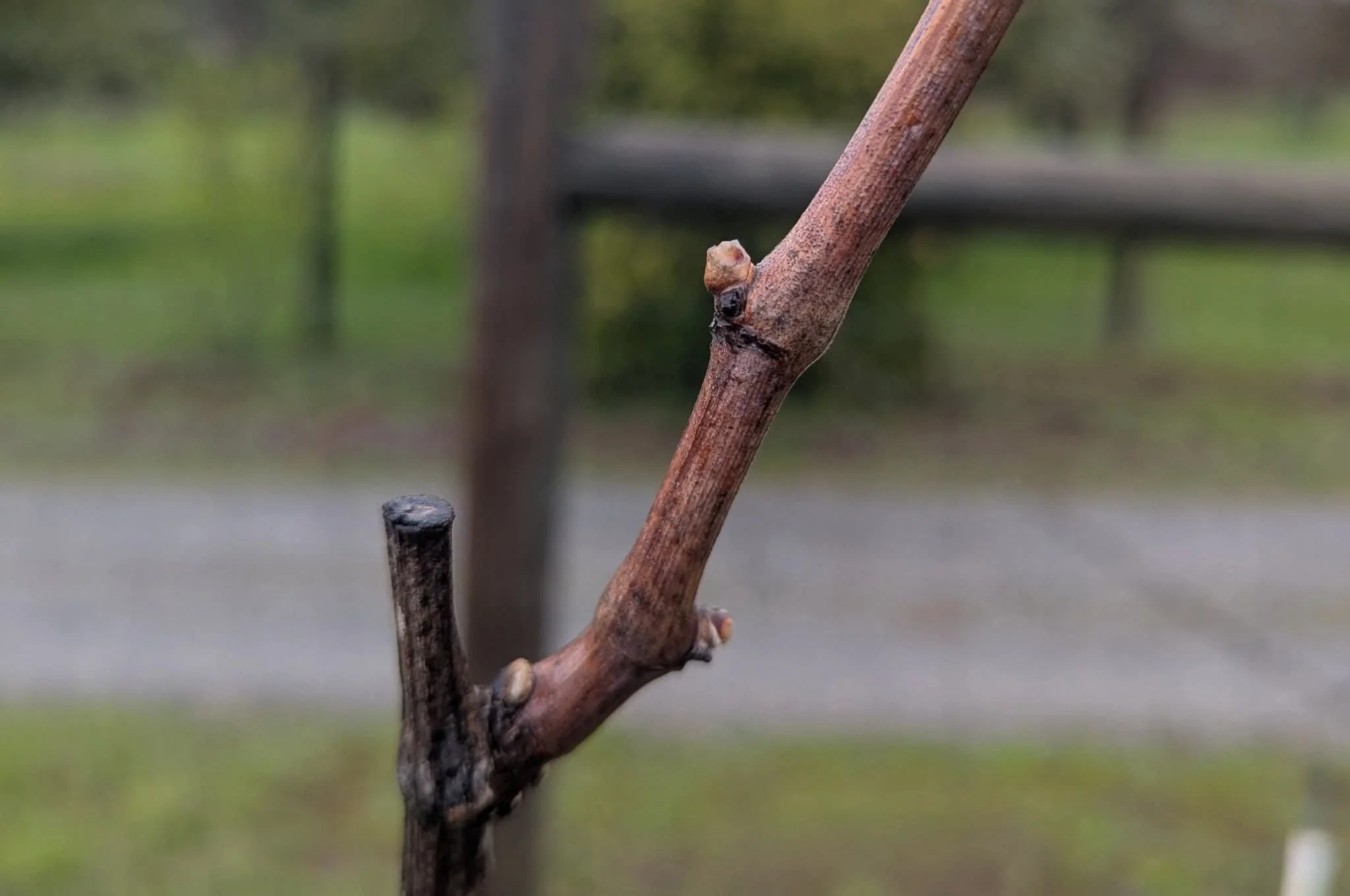 Closeup of a bud on a grape vine.