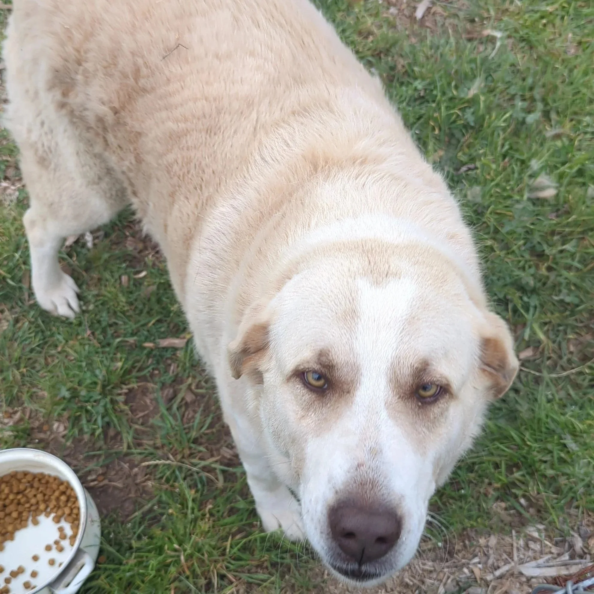 Close-up of a light-colored dog with piercing yellow eyes lying on grass near a bowl of dog food.