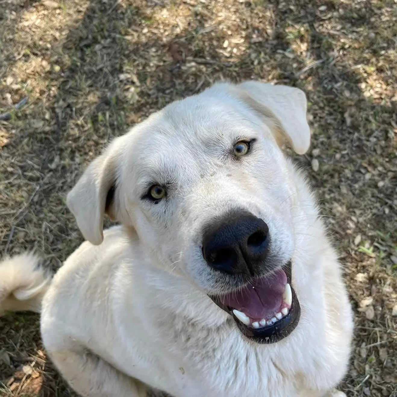 A happy, white Labrador Retriever dog lying on the ground outdoors, looking up with a smile and tongue slightly out.