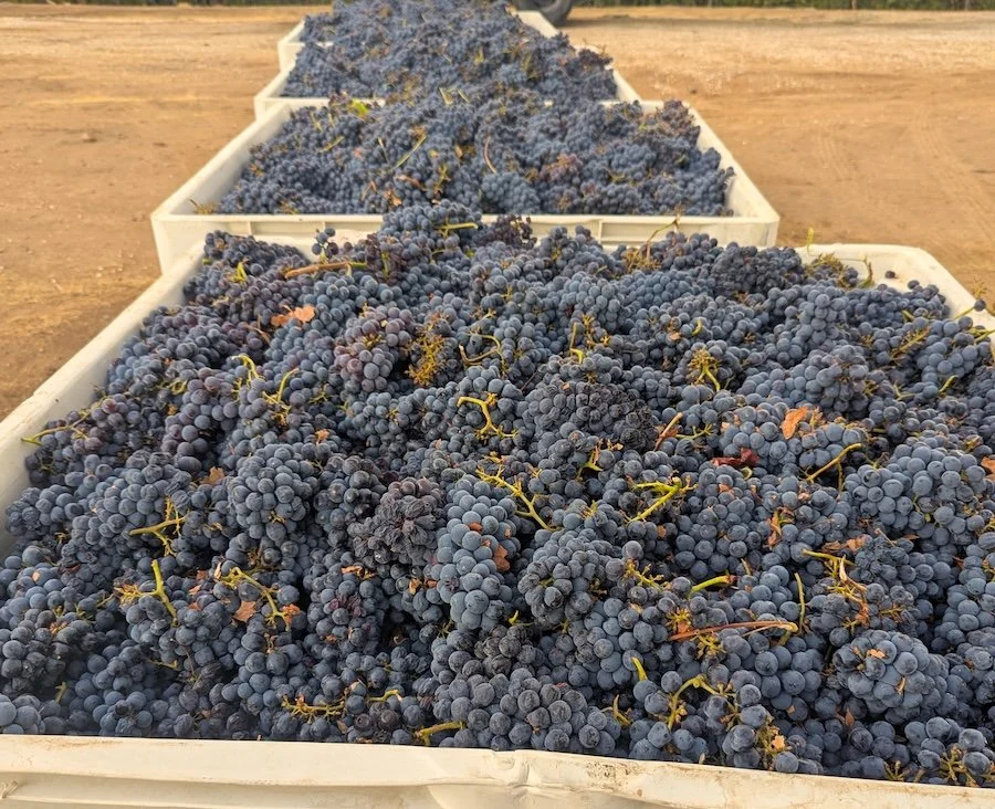 Sangiovese grapes in bins