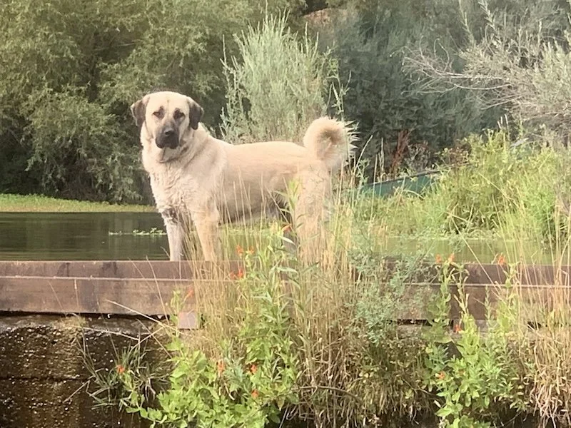 A large tan dog standing on a wooden dock near water, surrounded by tall grass and bushes with trees in the background.