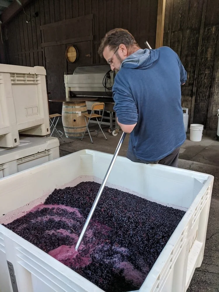 Christopher in a blue hoodie and glasses is harvesting grapes in a wine cellar or vineyard equipment shed. There are large plastic bins filled with freshly harvested dark purple grapes, and wine-making tools and barrels are visible in the background.
