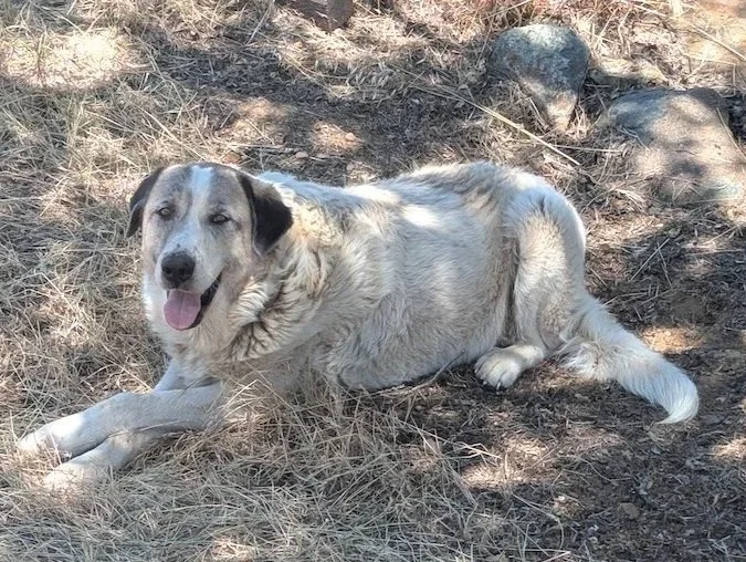 A light-colored dog with dark ears lying on dry grass and dirt with some rocks nearby.