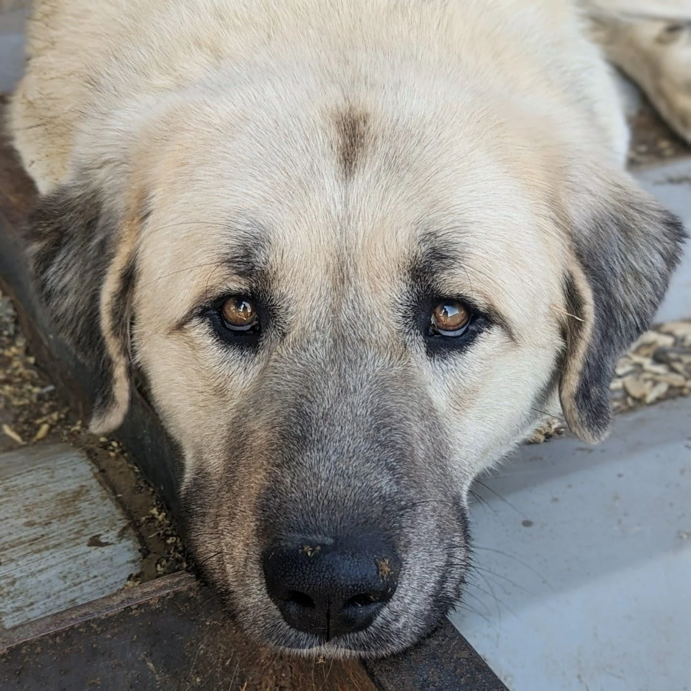 Close-up of a dog with light-colored fur lying down, looking directly at the camera.
