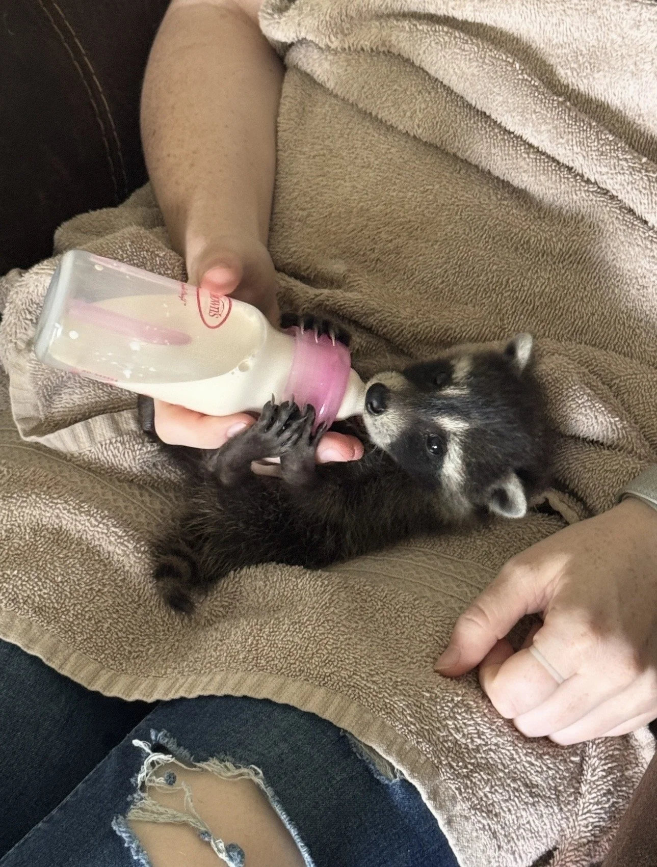 Person feeding a small puppy with a bottle while sitting on a beige towel. The puppy is black with white markings and is holding the bottle with its paws. The person is wearing ripped jeans.