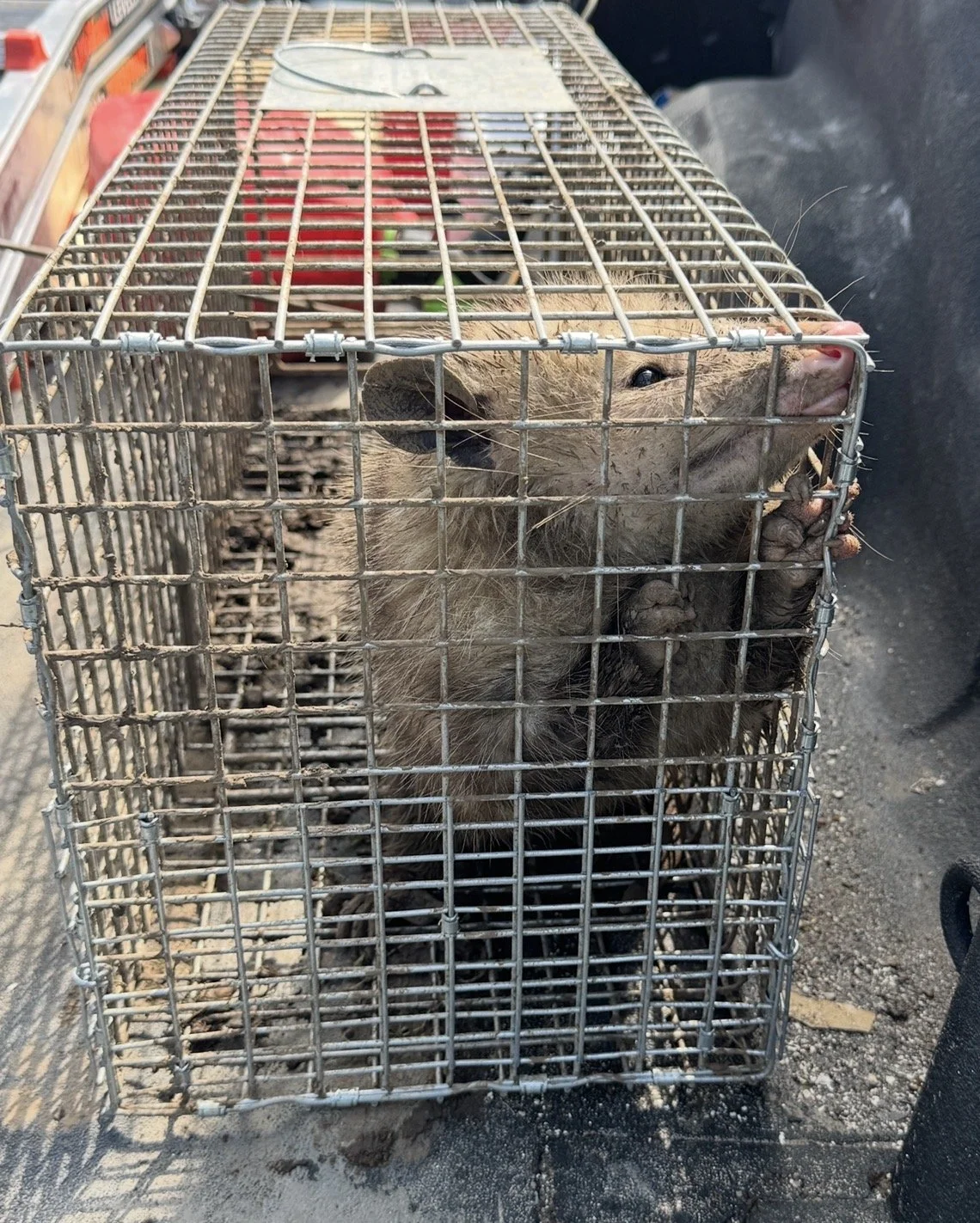 A ferret inside a metal cage, gripping the bars with its paws and looking out through the bars.