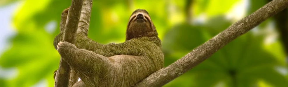 sloth-CR.jpg