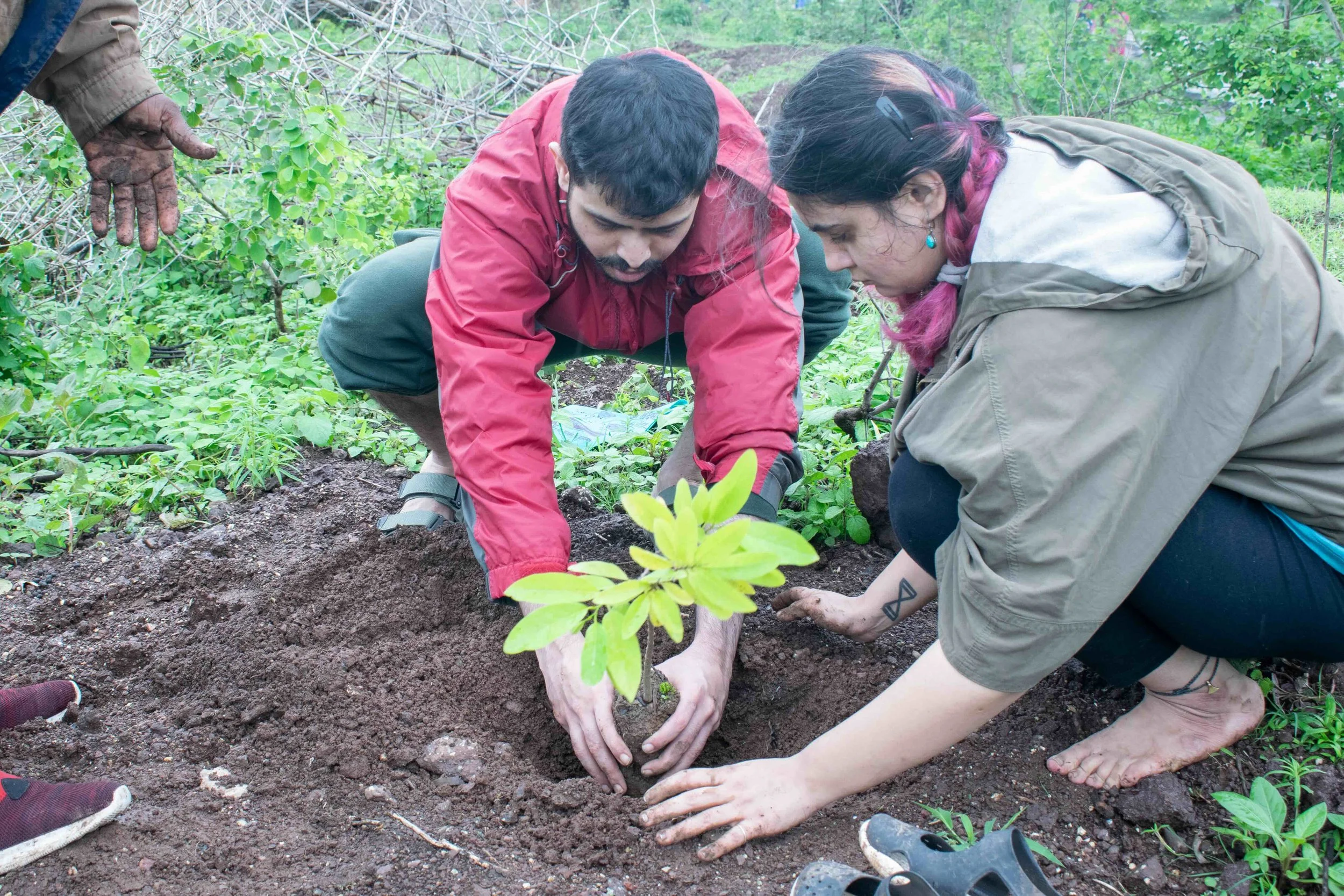 A man in red wind cheater and a woman in olive green wind cheater planting a tree sapling with brown mud & green leaves around
