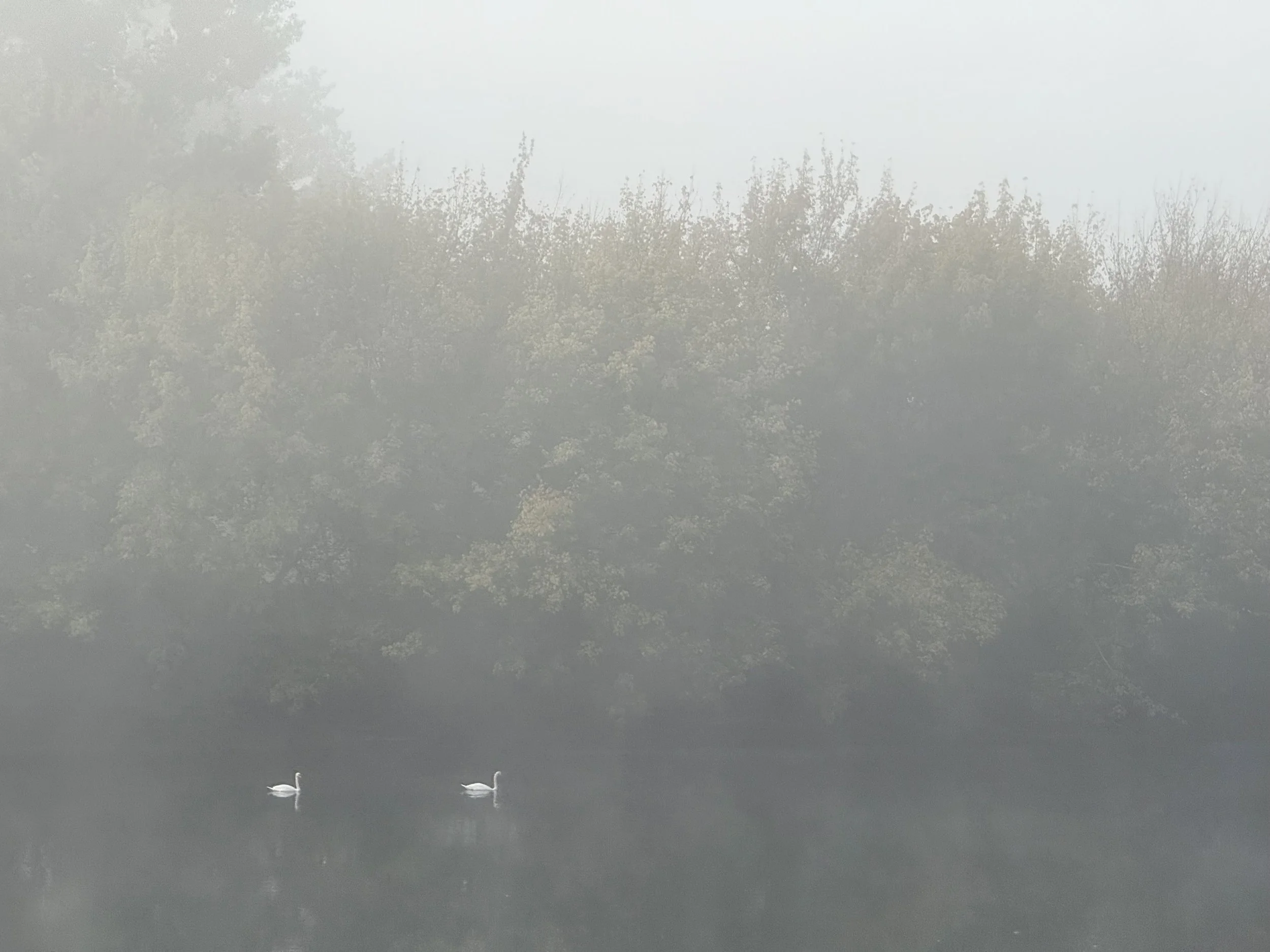 The image depicts a foggy landscape with trees in the background and two swans swimming on a calm body of water in the foreground.