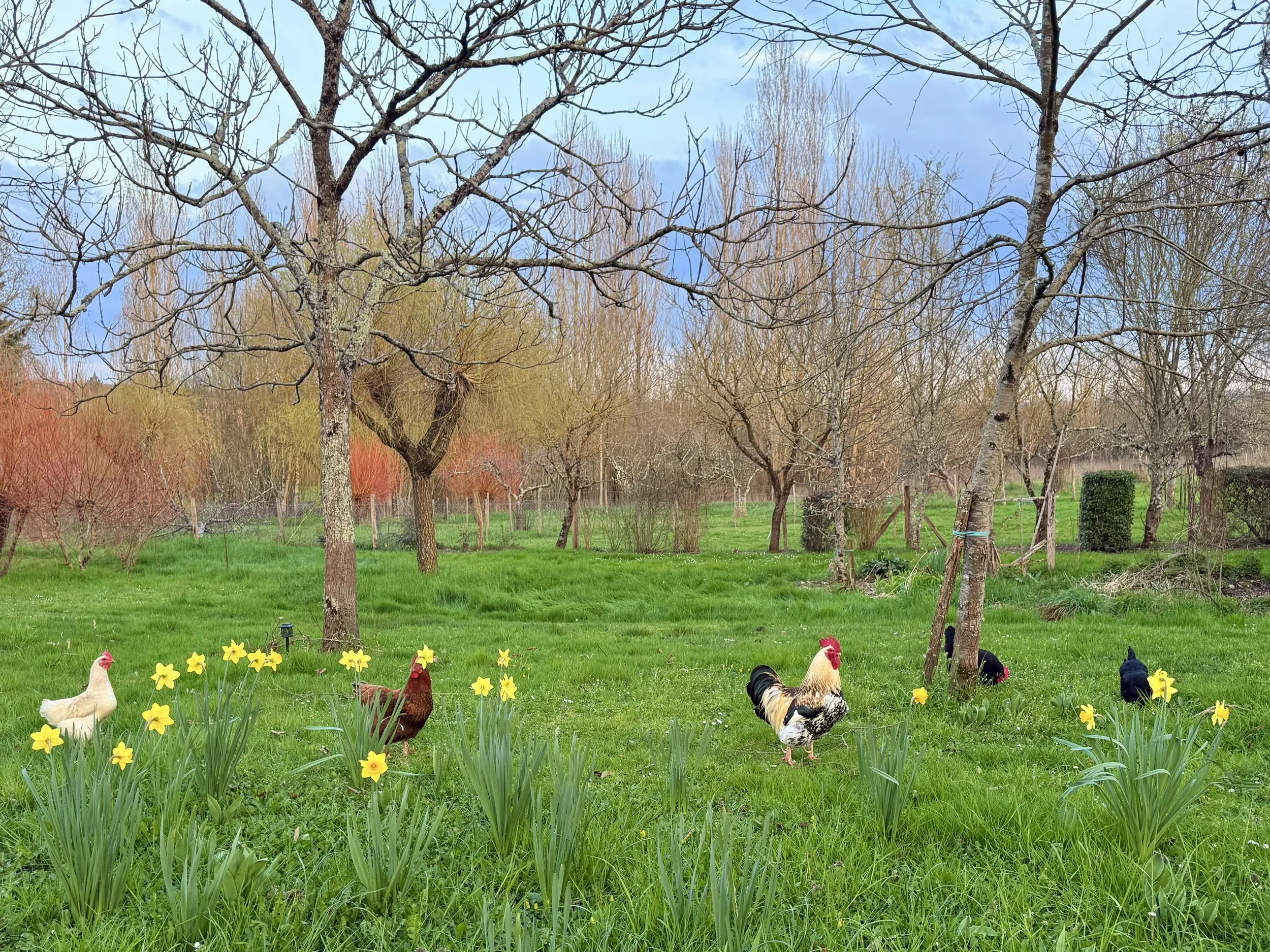 A lush green yard with multiple trees and blooming yellow flowers. Several chickens are pecking at the grass, and the background features a chain-link fence and additional trees with sparse leaves, indicating early spring.