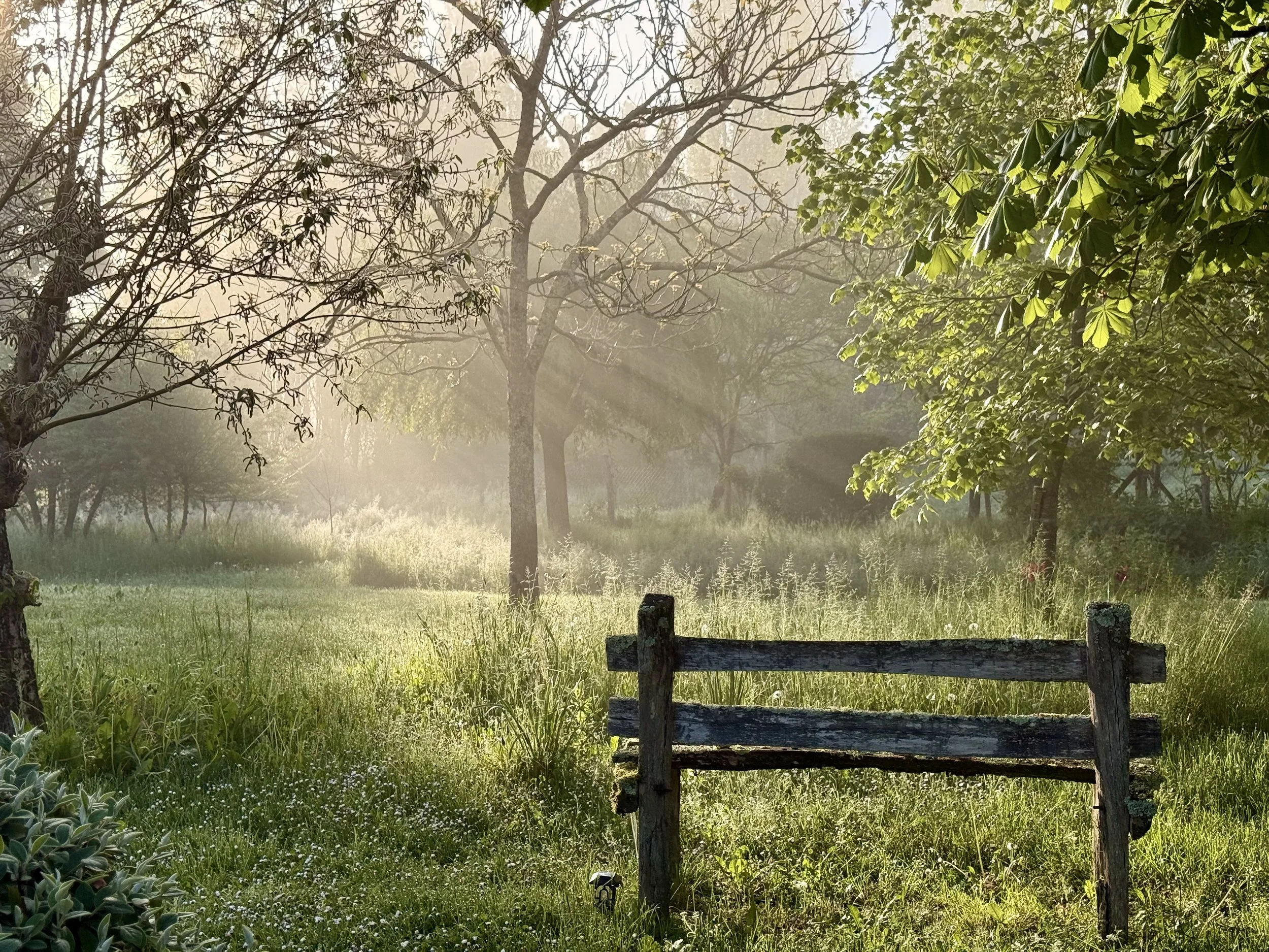 A peaceful garden scene with trees, green grass, and sunlight shining through the foliage, featuring a rustic wooden bench in the foreground.